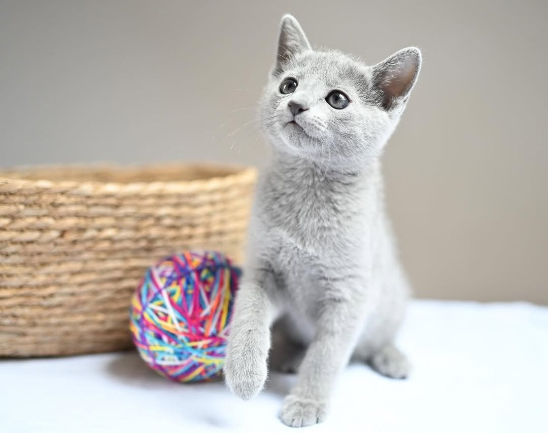 Misty - Russian Blue Kitten